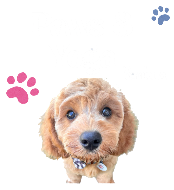 Paws and Yoga Logo